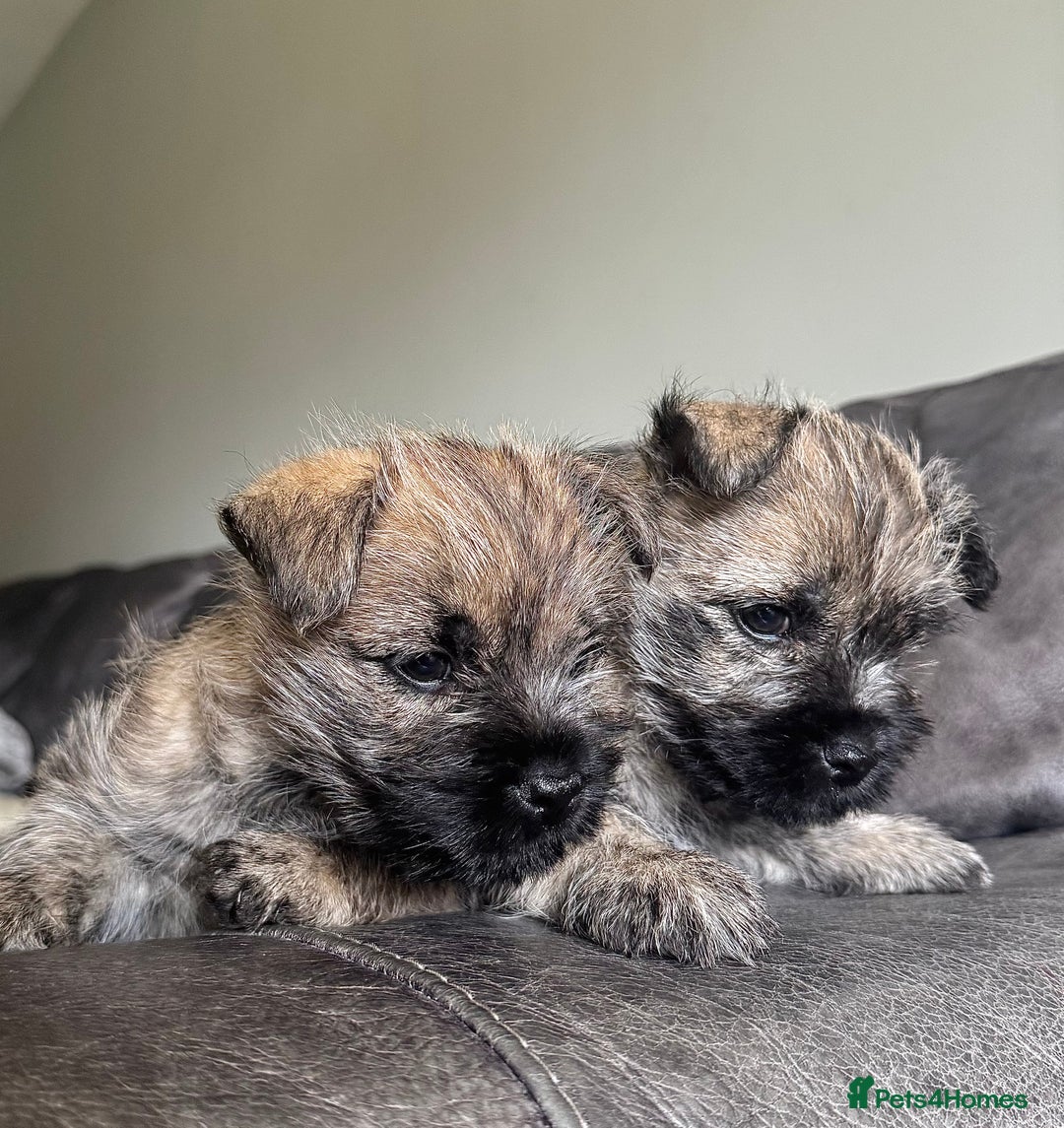 Cairn Terrier dogs for sale: Quality Cairn male pup available 8th August - Image 5