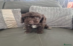 Cockapoo dogs for sale: F1 cockapoo - Ready Now - Image 31