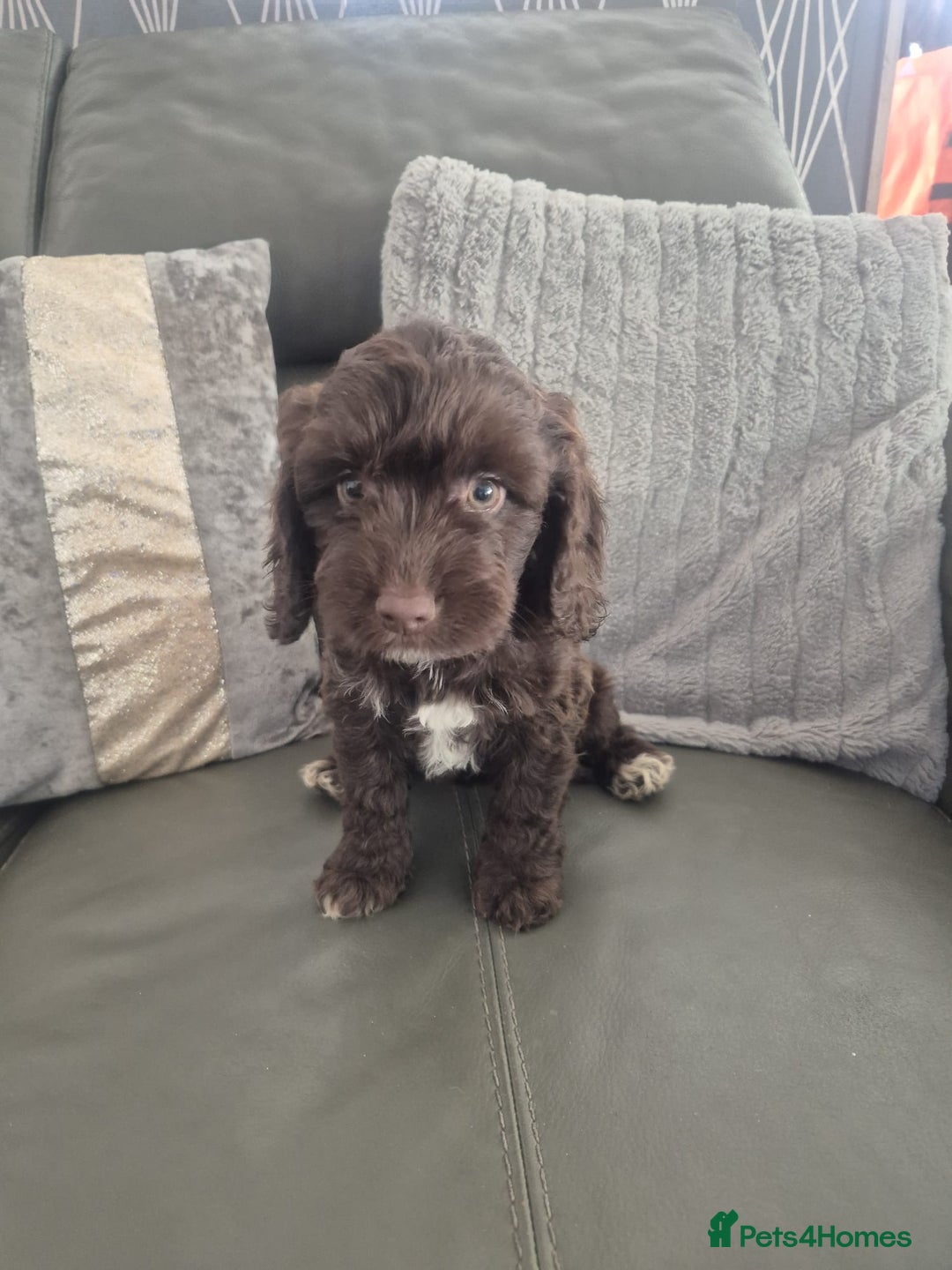 Cockapoo dogs for sale: F1 cockapoo - Ready Now - Image 31