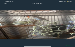Budgerigars birds for sale: 2 budgies and all accessories/equipment   - Image 9
