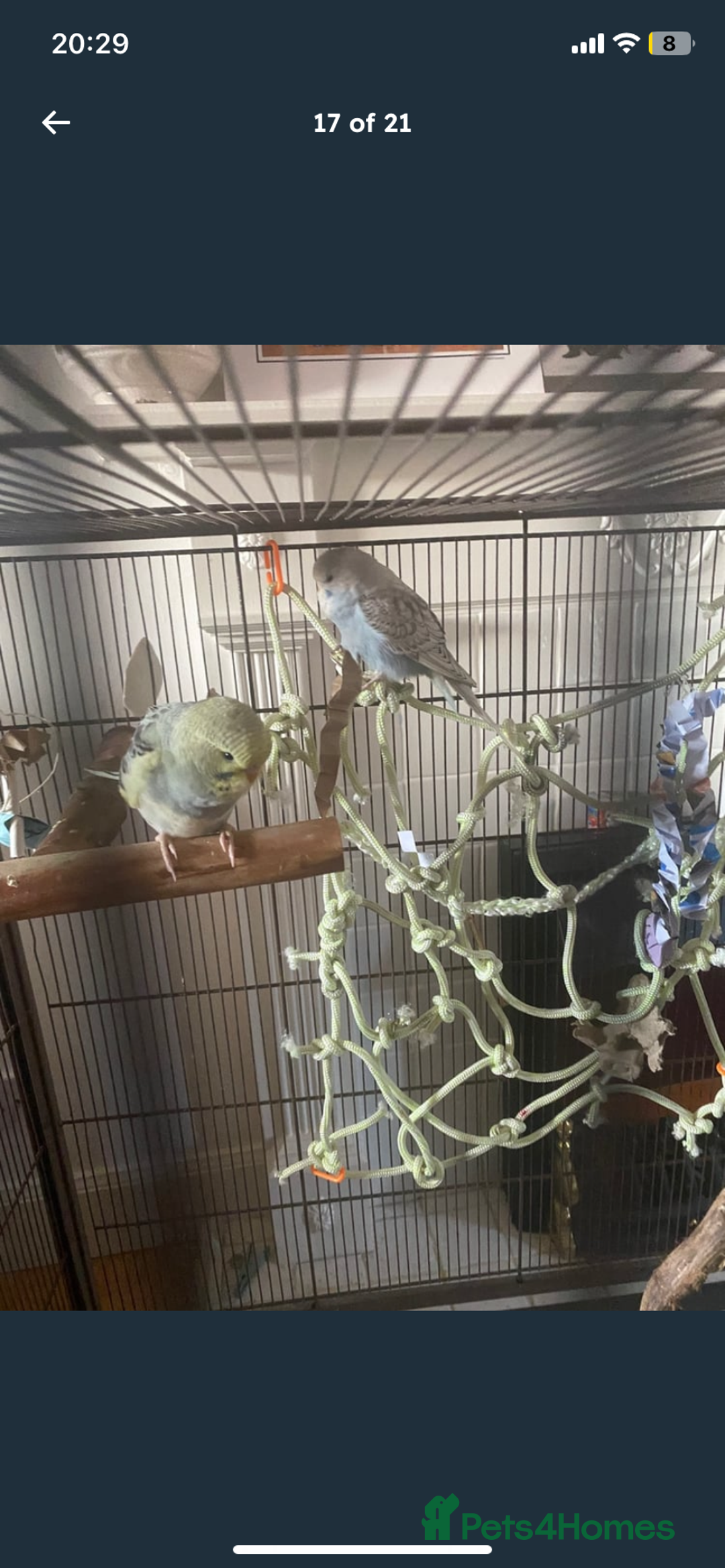 Budgerigars birds for sale: 2 budgies and all accessories/equipment   - Image 9