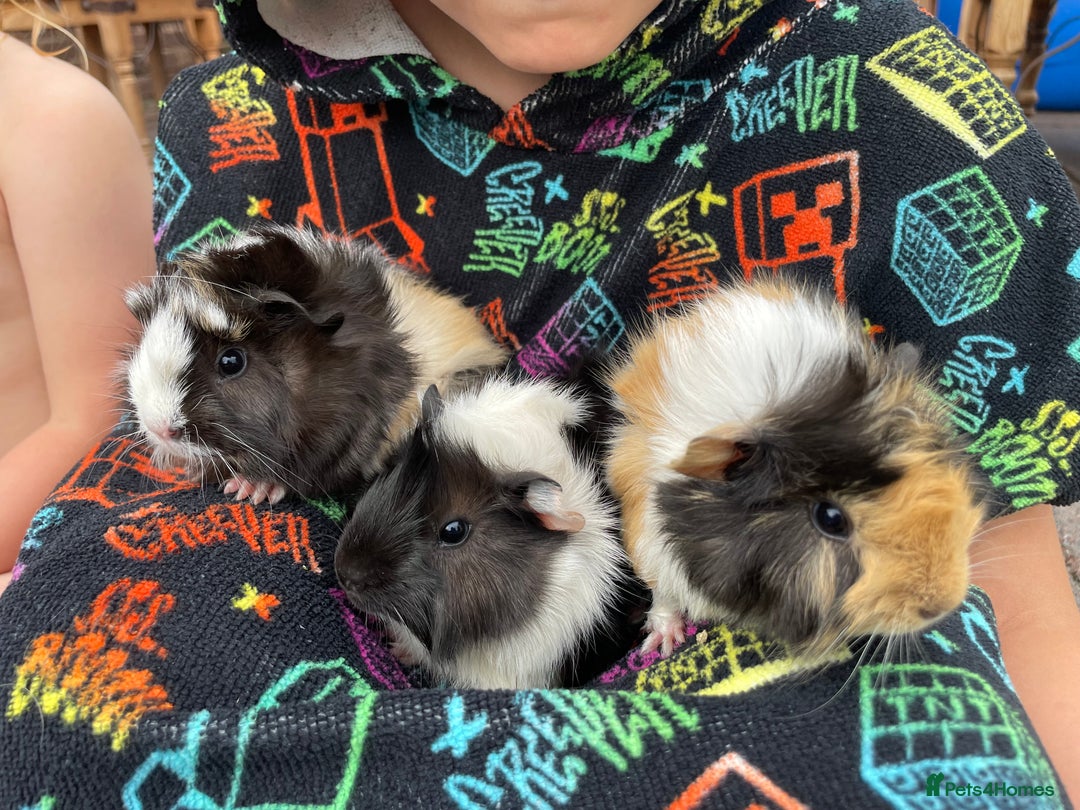 Guinea Pig rodents for sale: 3 baby's for sale - Image 2