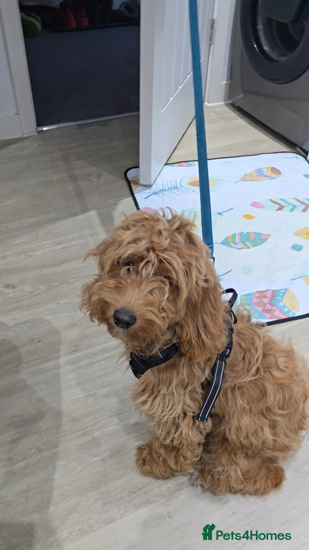 Cockapoo dogs for sale: Loveable Biscuit - Advert 1