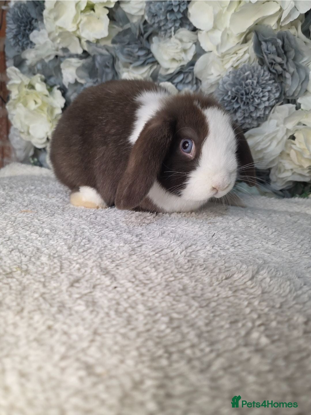 Mini Lop rabbits Mini lop doe 4 months old  - Advert 14