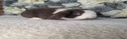 Mini Lop rabbits for sale: Mini lop doe 4 months old  - Advert 1