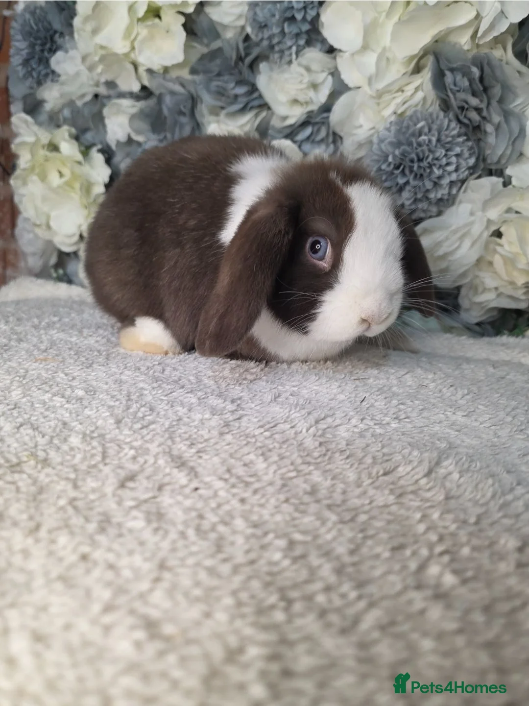Mini Lop rabbits for sale: Mini lop doe 4 months old  - Advert 1