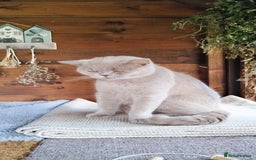 British Shorthair cats for sale: Rare Chocolate & Black Kittens – Ready Now 🐾 - Image 6