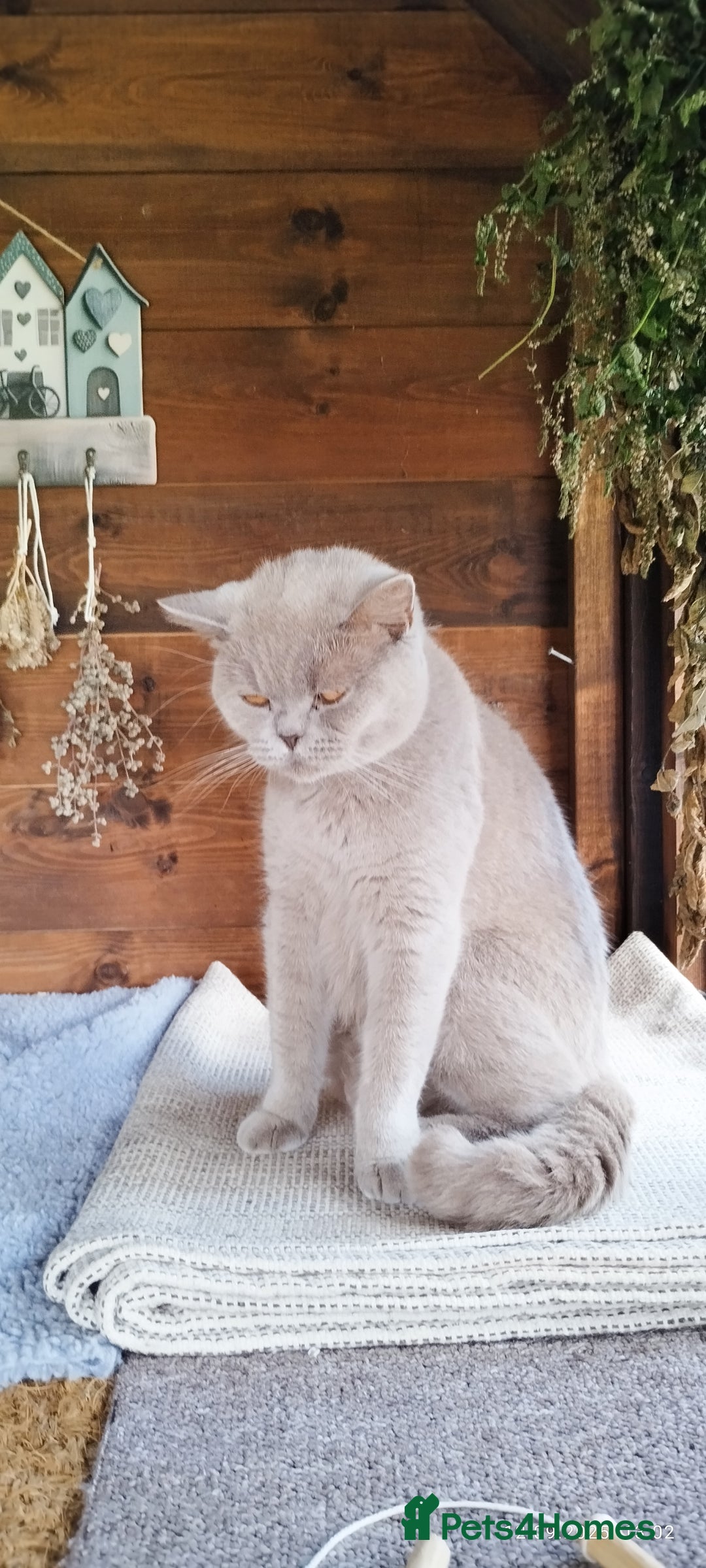 British Shorthair cats for sale: Rare Chocolate & Black Kittens – Ready Now 🐾 - Image 6