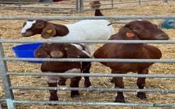 Goats livestock for sale:  Boer Goat kids - Image 4