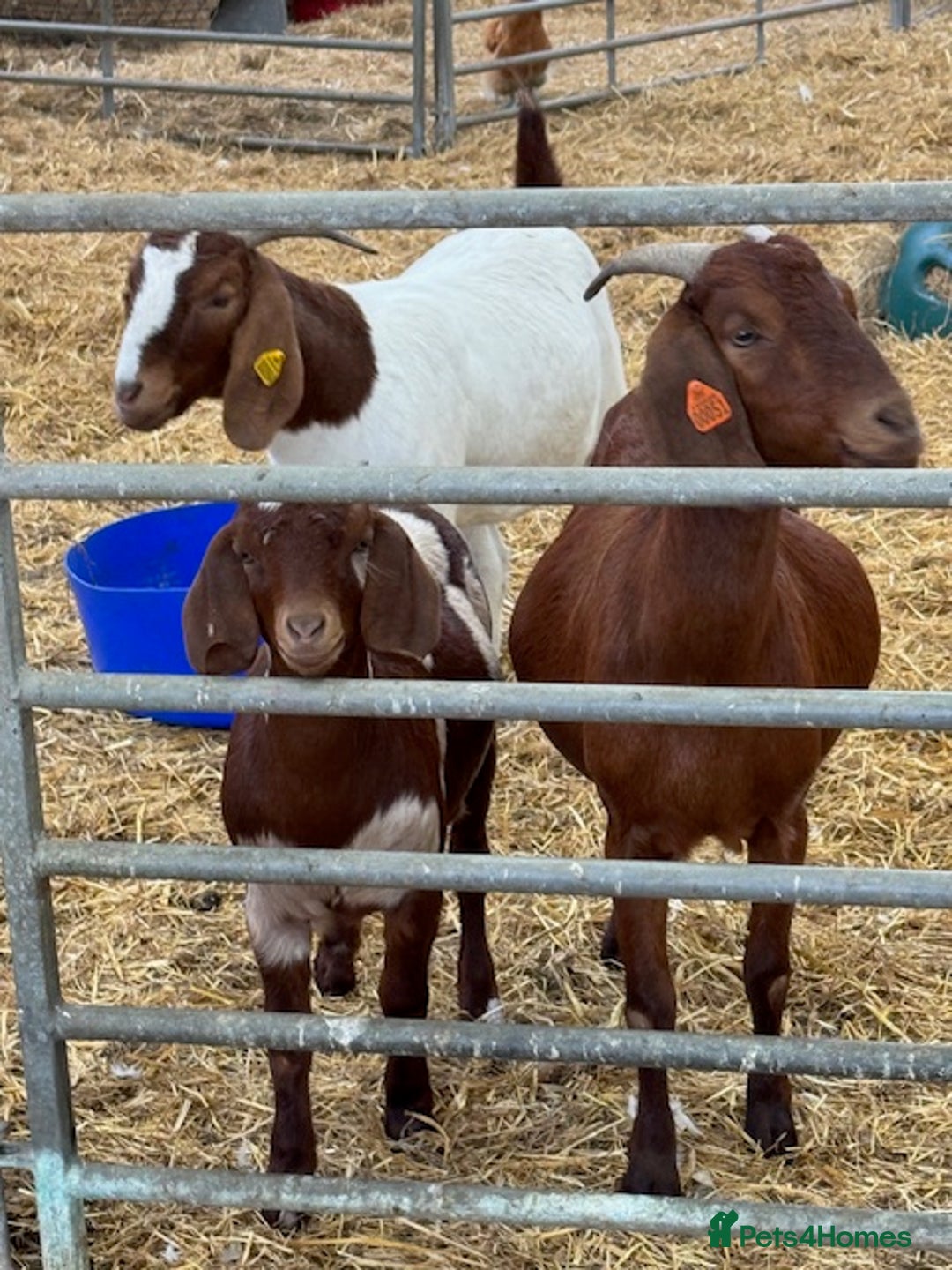 Goats livestock for sale:  Boer Goat kids - Image 4