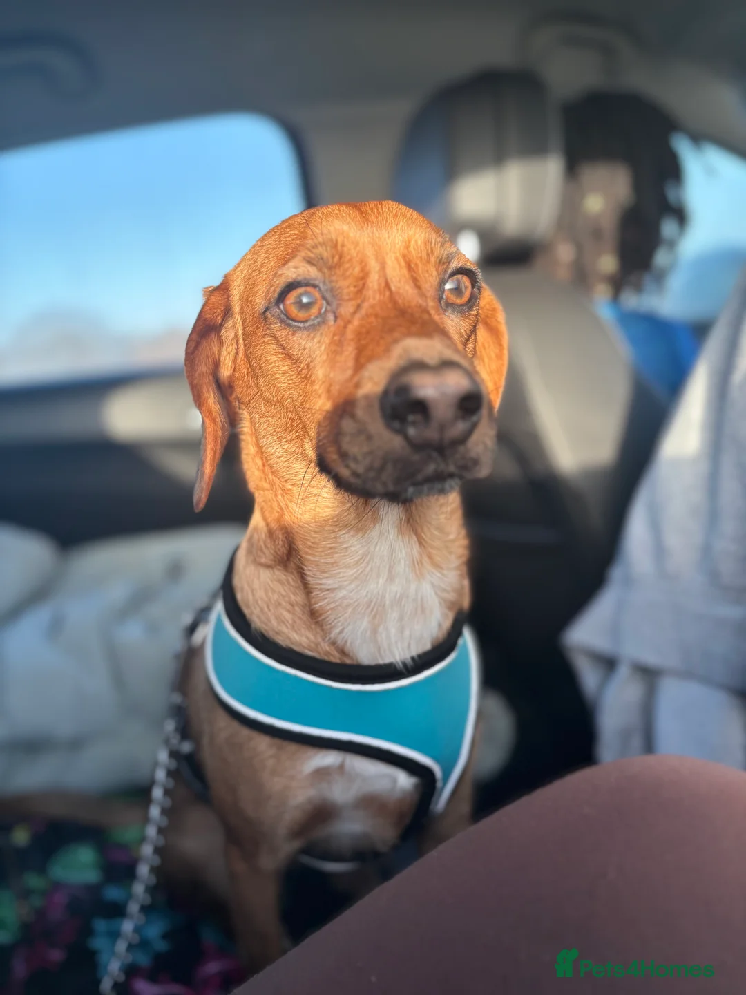 Mixed Breed dogs for sale:  Sweet 2-Year-Old Female Cocker Jack  in Thetford - Advert 1