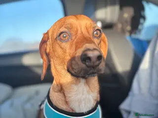 Mixed Breed dogs Sweet 2-Year-Old Female Cocker Jack in Thetford - Advert 2