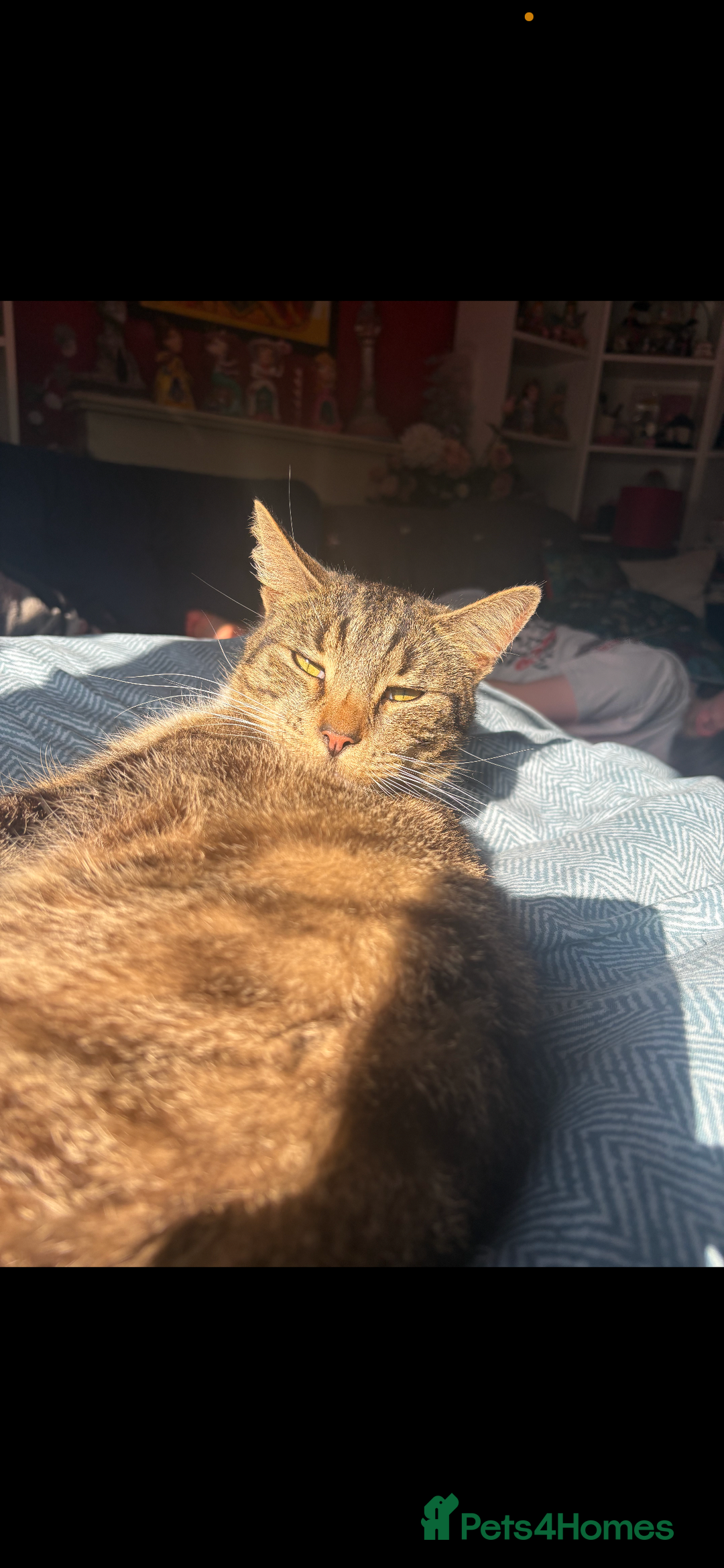 British Shorthair cats for sale: Darwin  - Advert 1