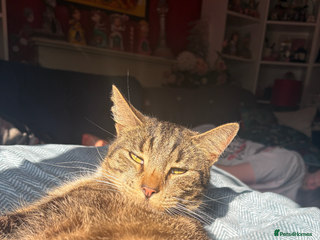 British Shorthair cats Darwin - Advert 2