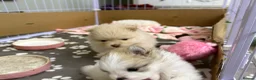 Pomeranian dogs for sale: Male Pomeranian for sale teddy bears  **  in Boston - Advert 16