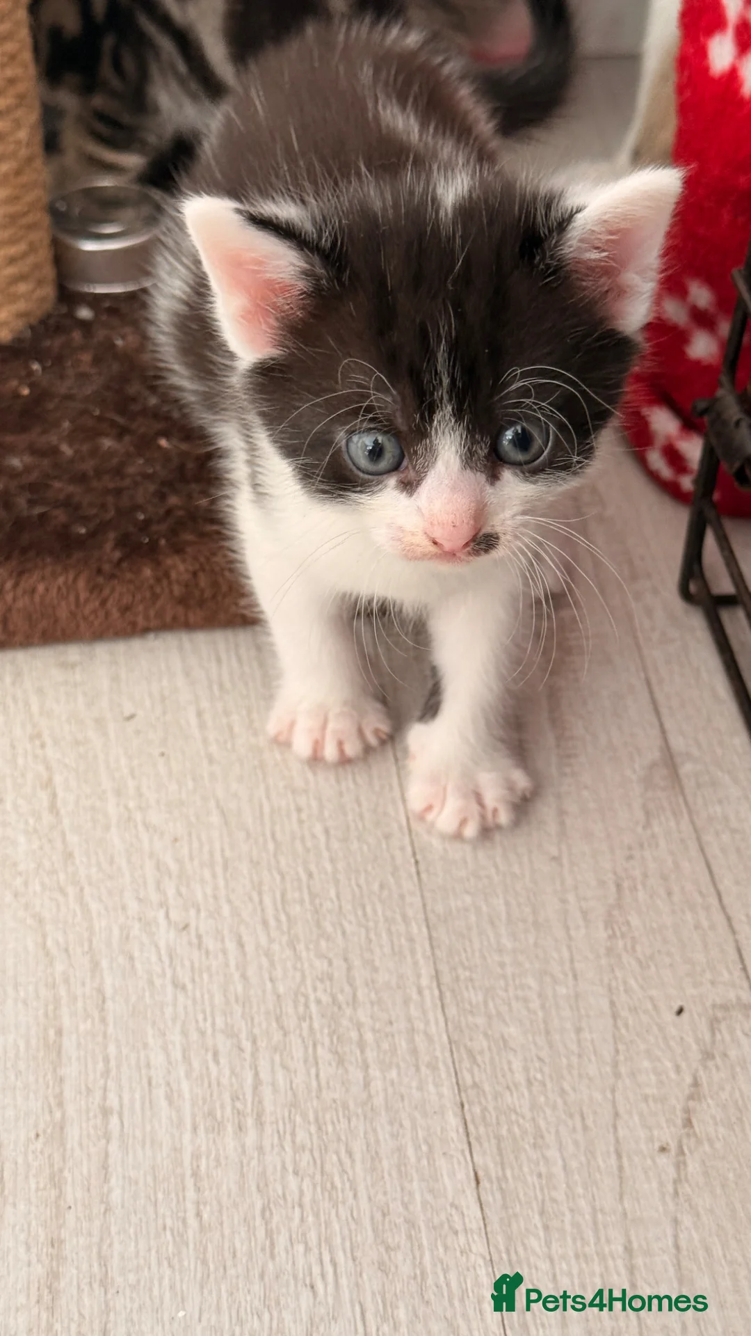 Mixed Breed cats for sale: Kittens boy  - Advert 2