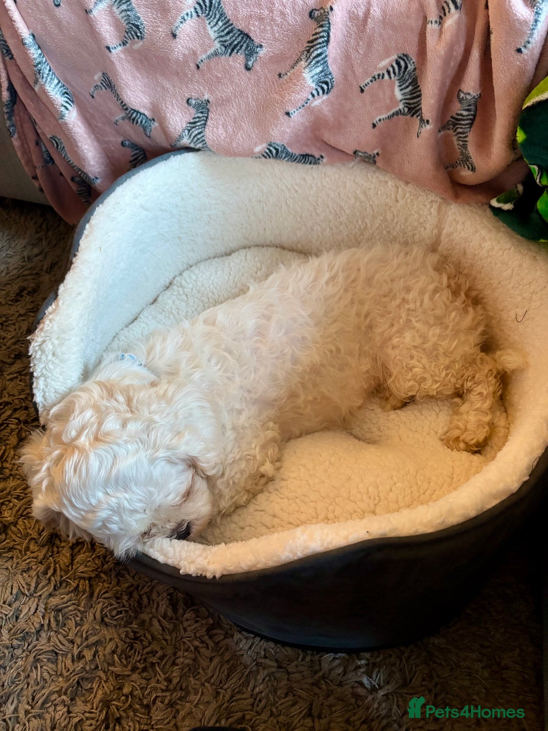 Zuchon dogs for sale: Lovely little Bichon x Shih Tzu aged 4  - Image 2