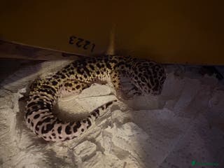 Leopard Gecko reptiles Leopard gecko - Advert 2