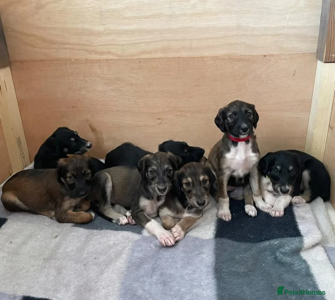 Saluki dogs for sale: Saluki bitch pup  - Advert 5