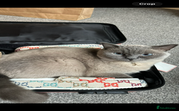 British Shorthair cats for sale: British shorthair x ragdoll - Image 3