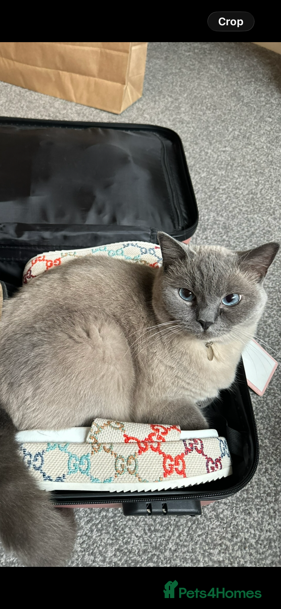 British Shorthair cats for sale: British shorthair x ragdoll - Image 3