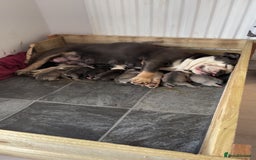 Mixed Breed dogs for sale: Gorgeous litter of puppy’s  - Image 5