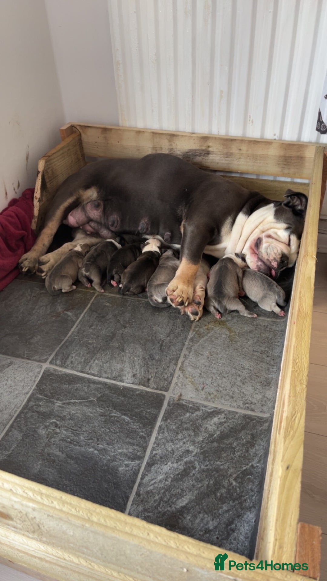 Mixed Breed dogs for sale: Gorgeous litter of puppy’s  - Image 5