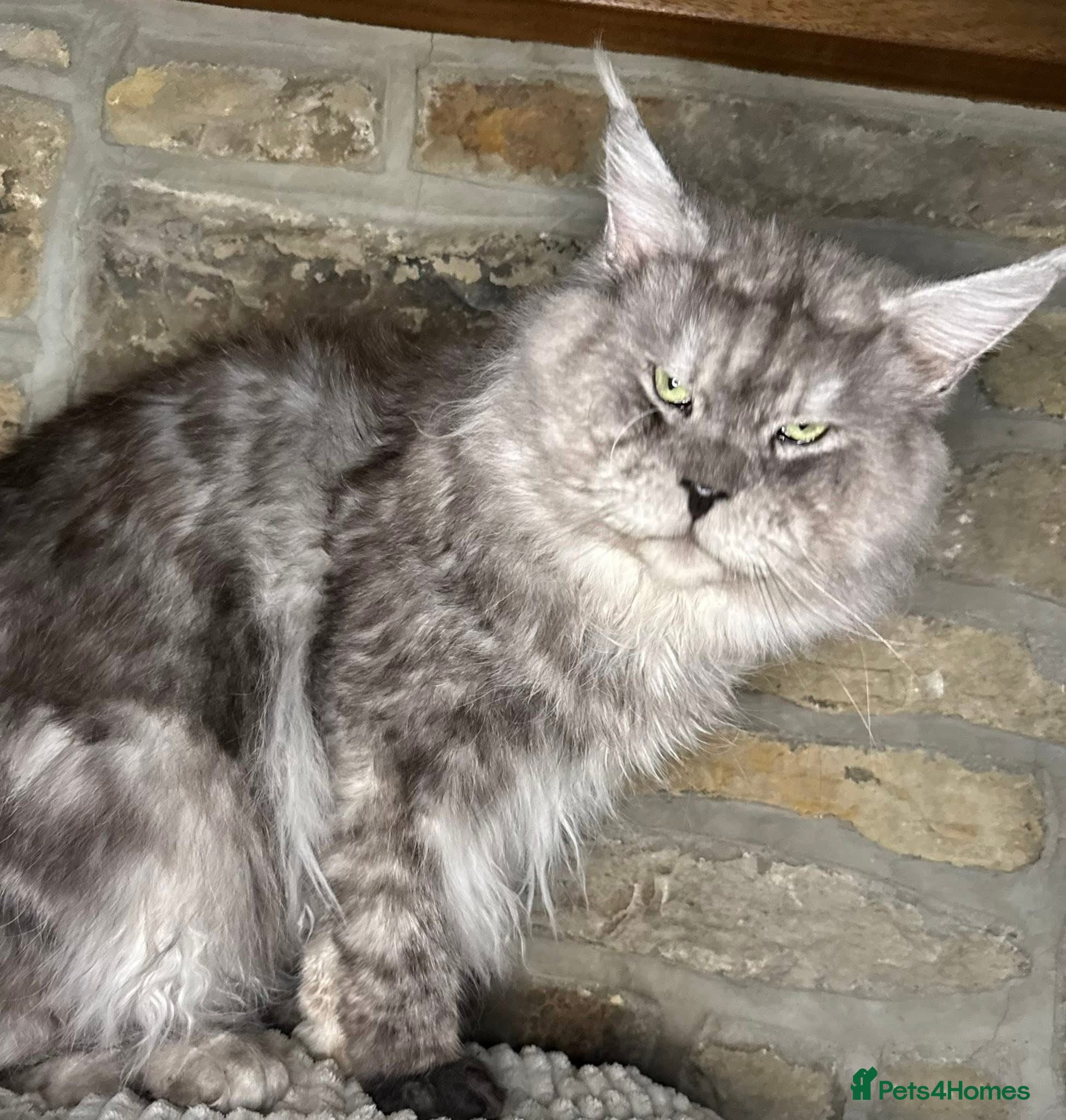 Maine Coon cats for sale: Moons Maines Maine Coon Kittens  - Advert 7