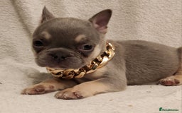 French Bulldog dogs for sale: French Bulldog Puppies - Image 3
