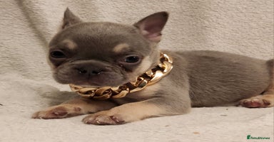 French Bulldog dogs - Advert 3