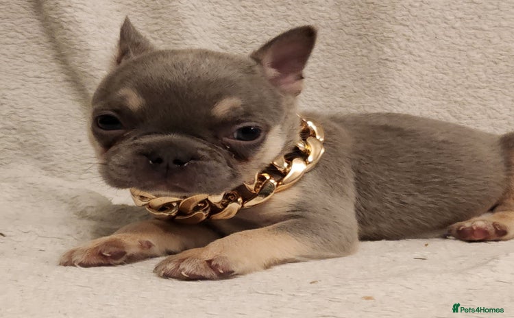 French Bulldog dogs - Advert 11