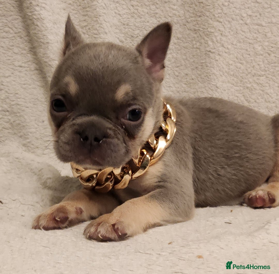 French Bulldog dogs for sale: French Bulldog Puppies - Image 3