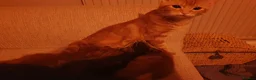 Mixed Breed cats for sale: 1 x female tabby  - Advert 8