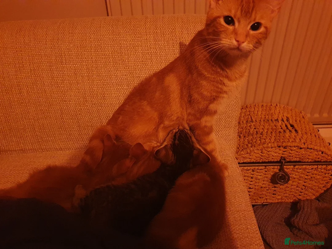 Mixed Breed cats for sale: 1 x female tabby  - Advert 8