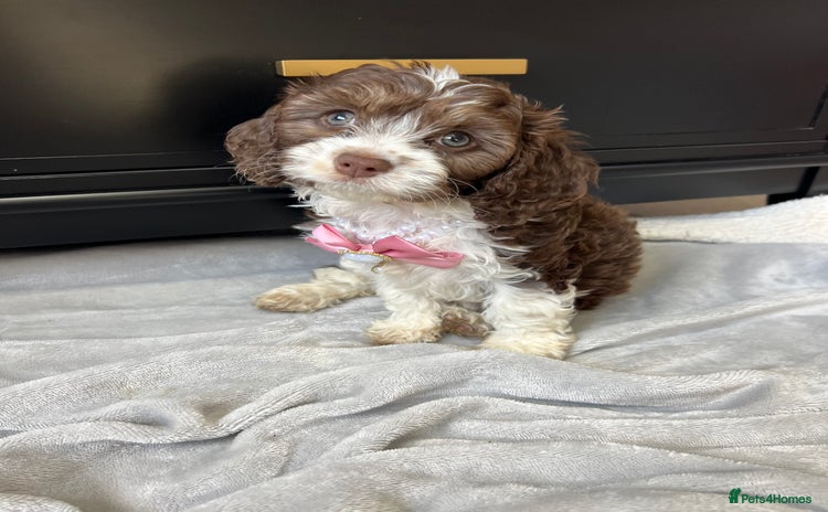 Cavapoo dogs - Advert 9