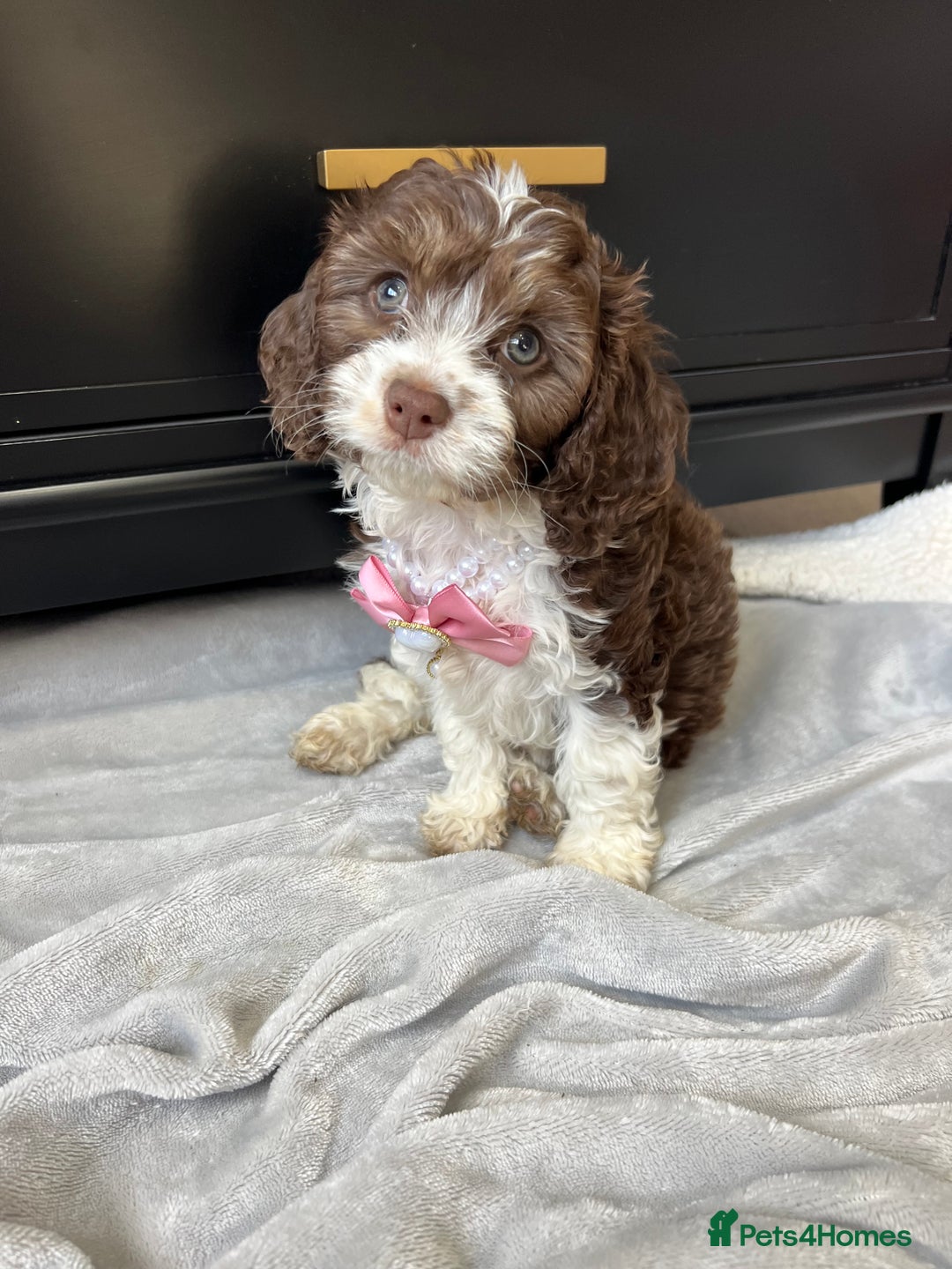 Cavapoo dogs for sale: VERY RARE OUTSTANDING CHOCOLATE CAVAPOOS - Image 1