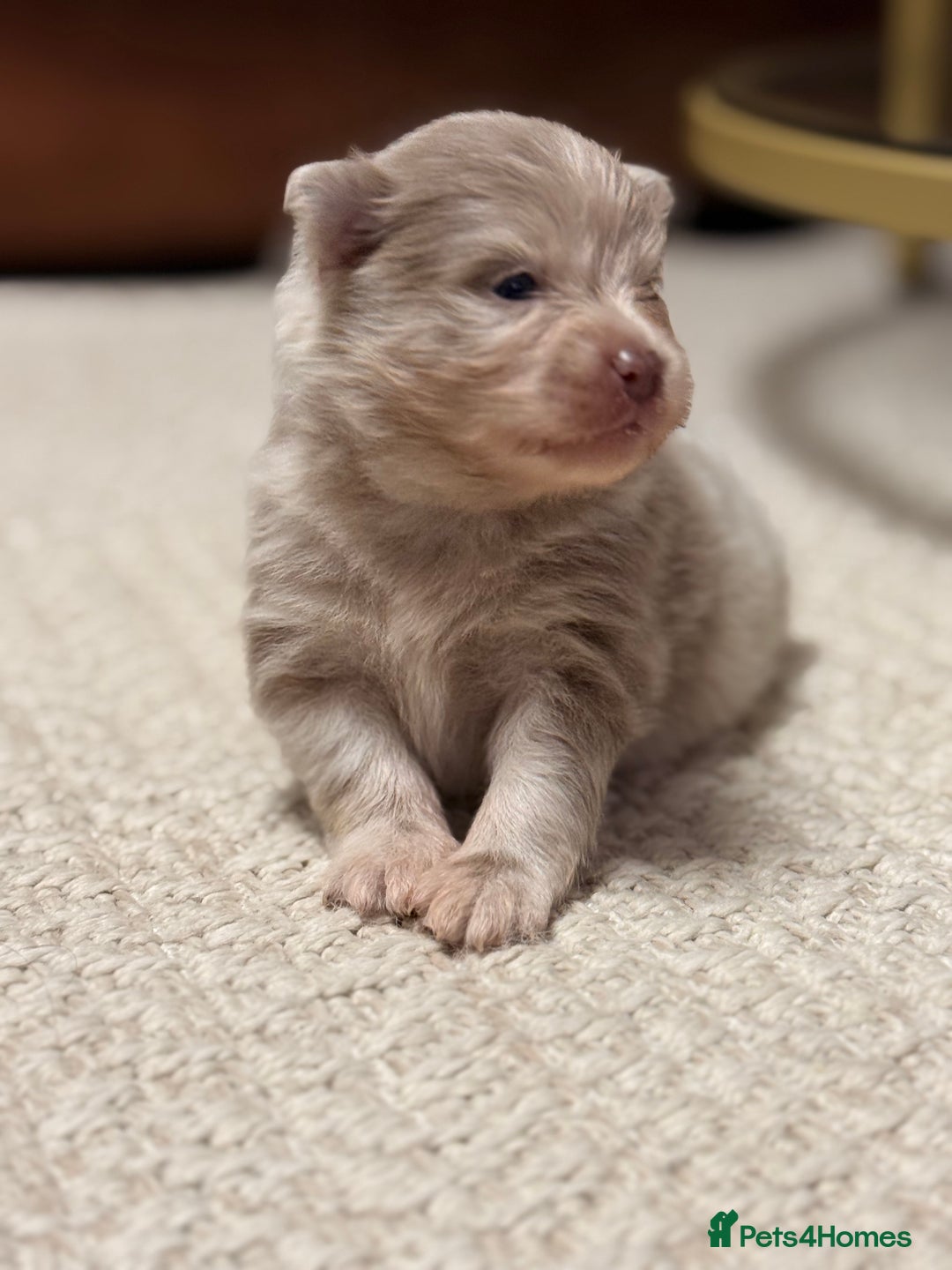 Pomeranian dogs for sale: 🧸 Dream Teddy Bear( Price reduced) - Advert 20