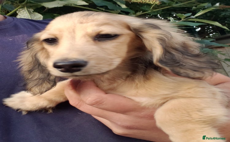 Miniature Dachshund dogs - Advert 18