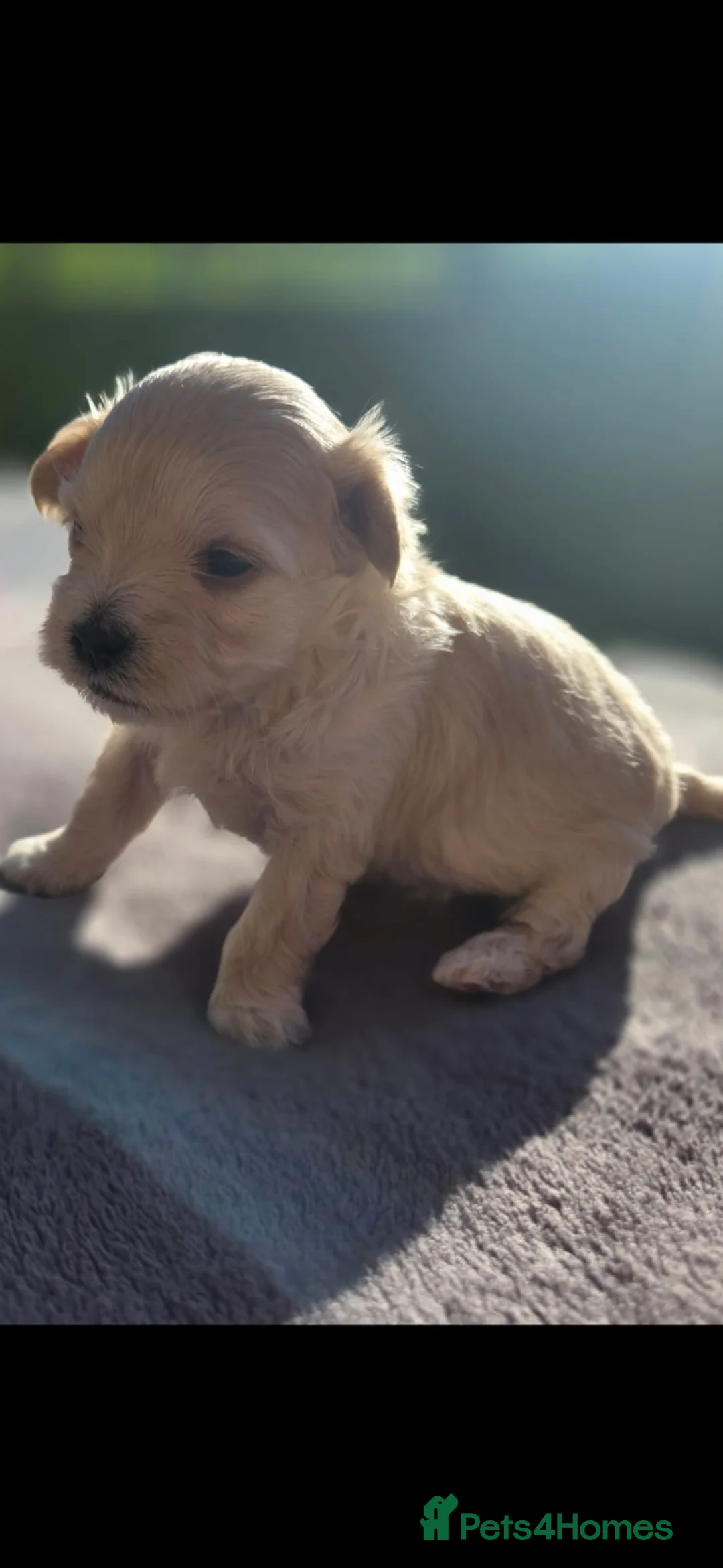 Maltipoo dogs for sale: F1🎀Maltipoo 🎀Luxury rare🎀 KC parents - Advert 3