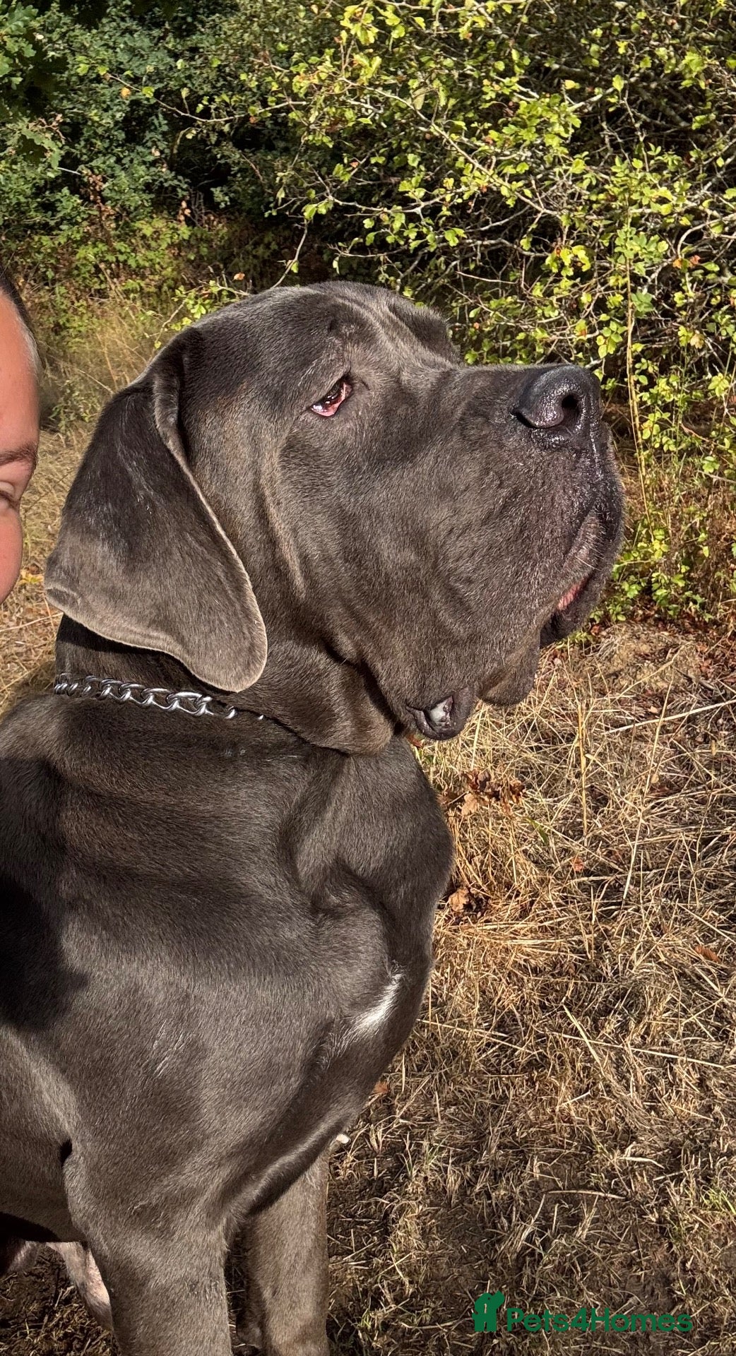 Cane Corso dogs Big boy chaos🐾 - Advert 6