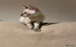 Bengal cats for sale:  Beautiful Bengal ready to reserve - Image 32