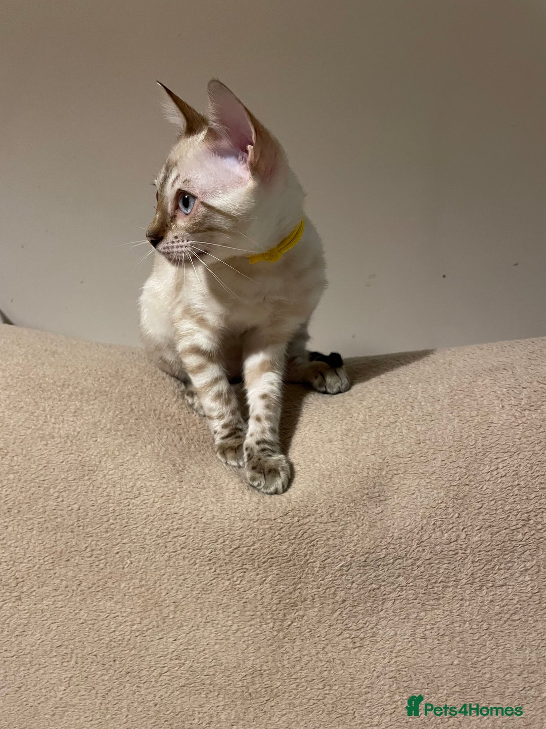 Bengal cats for sale:  Beautiful Bengal ready to reserve - Image 32