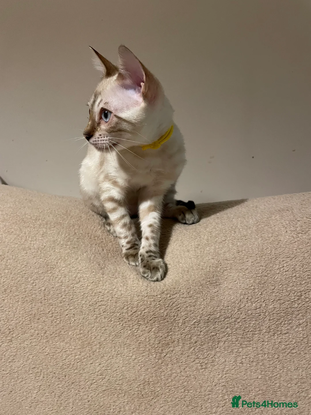 Bengal cats for sale:  Beautiful Bengals able to leave. - Advert 31