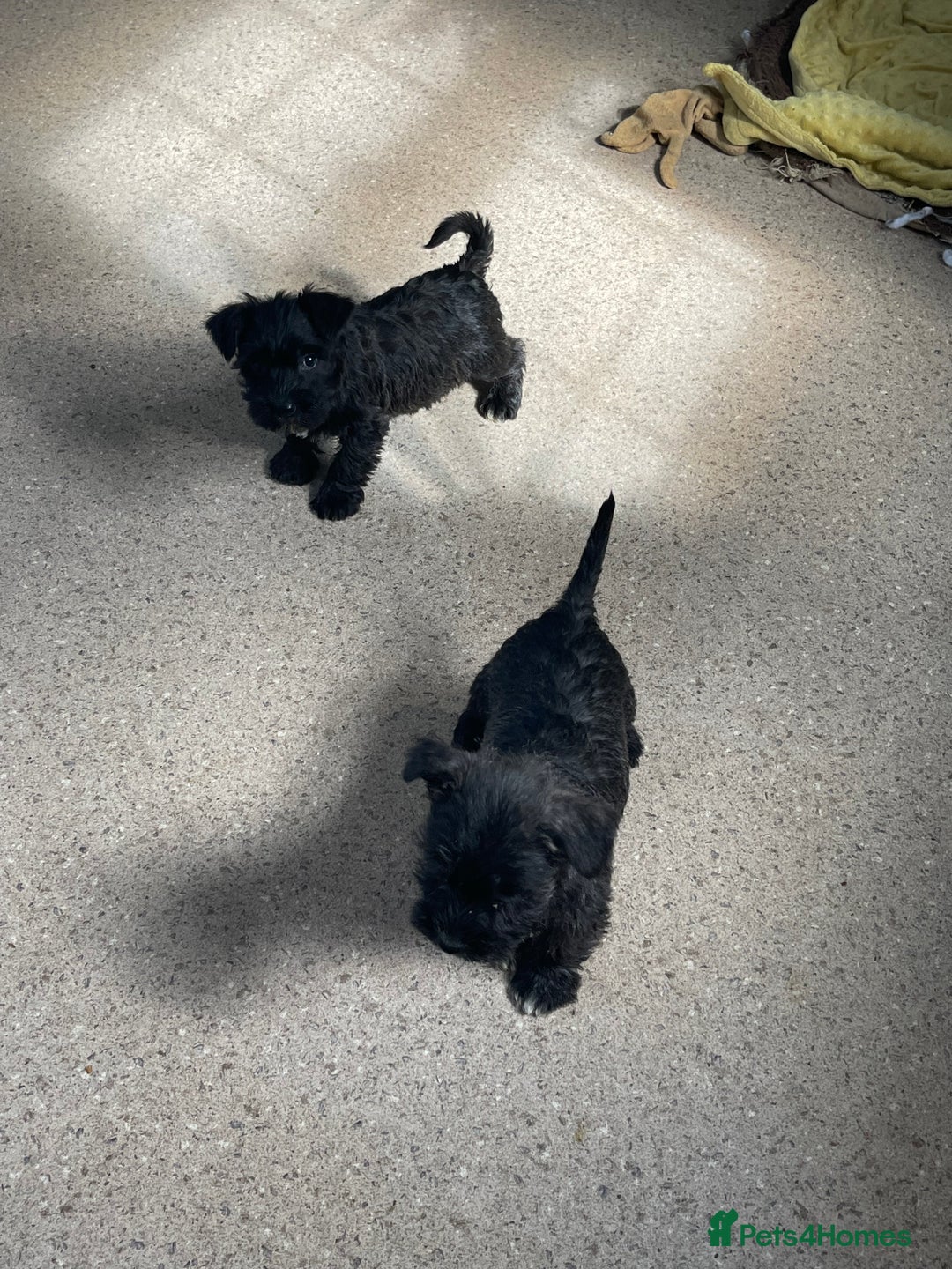 Mixed Breed dogs for sale: Lively litter of Wauzers for sale. - Image 6