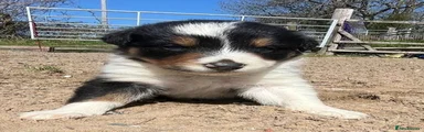 Border Collie Puppy 3