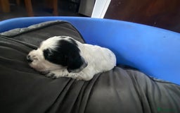 Sprocker dogs for sale: Sprocker puppies  - Image 14