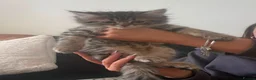 Persian cats for sale: Persian cross exotic in Birmingham - Advert 5