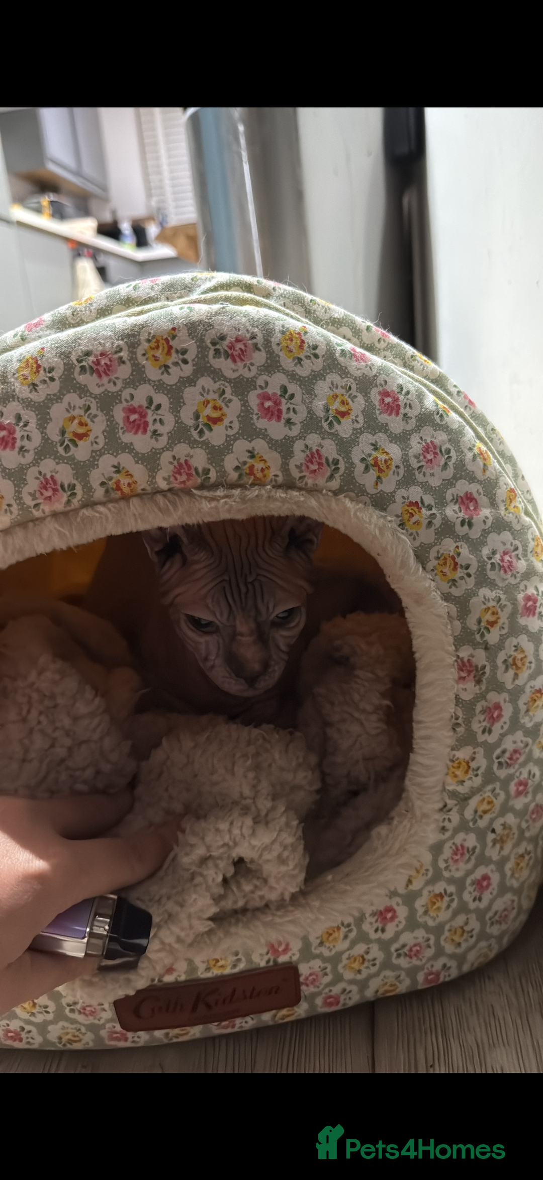 Sphynx cats for sale: Sphynx Boy 8 months old - Advert 2