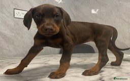 Dobermann dogs for sale: READY TO LEAVE NOW 12 stunning Doberman puppies - Image 9