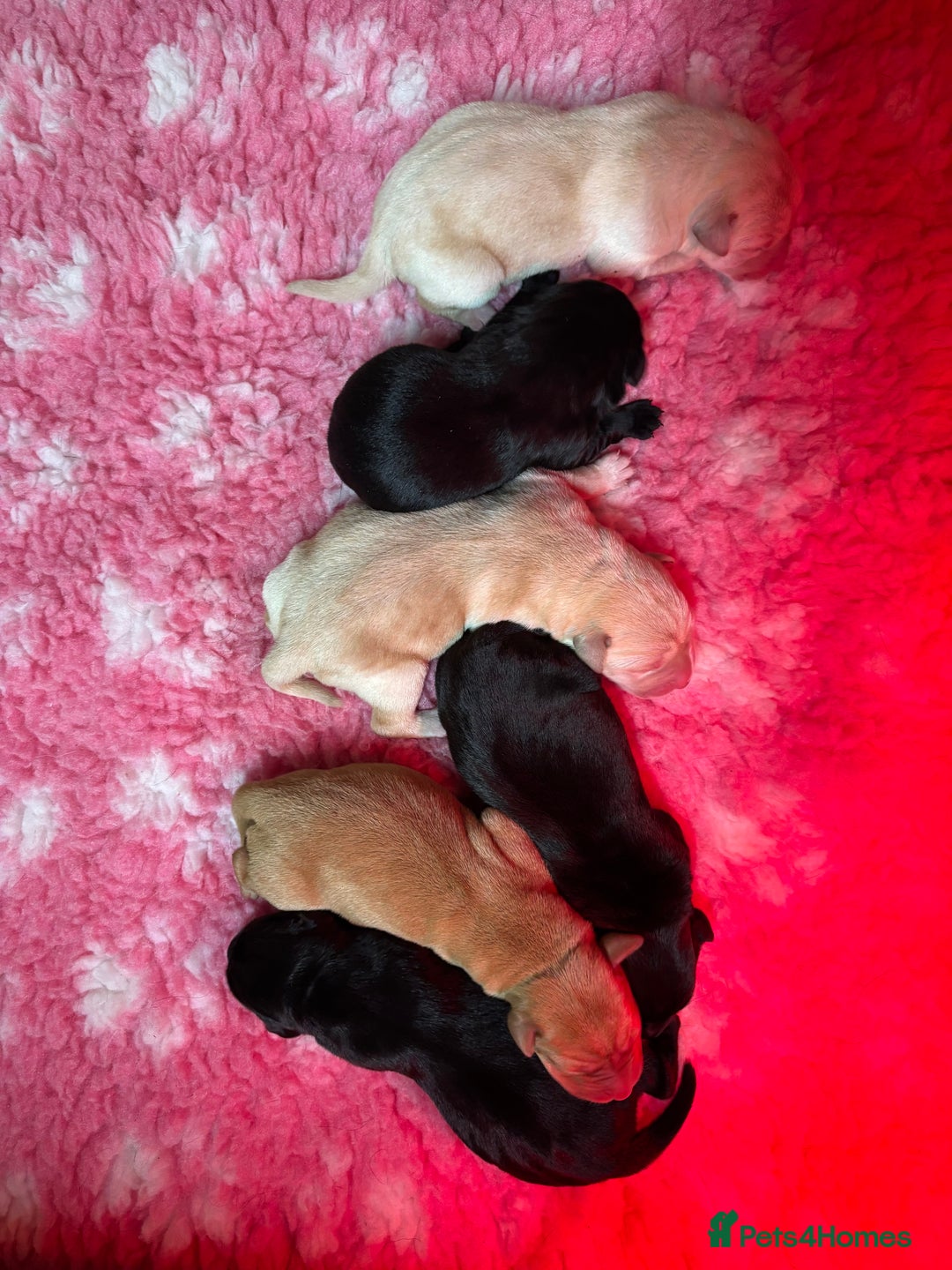 Labrador Retriever dogs for sale: Beautiful health tested Labrador puppies  - Advert 2
